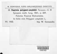 Uromyces polygoni-avicularis image